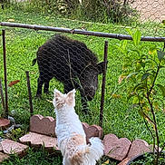 Boaz joined the competition — help win amazing prizes! animal_interaction, backyard, black_boar, curious, daytime, dog, fence, foliage, garden, grass, greenery, nature, outdoor, pet, plants, small_dog, standing, white_dog, wild_boar, wire_fence