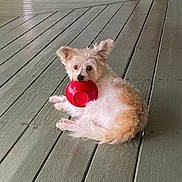 Boaz joined the competition — help win amazing prizes! dog, small_dog, fluffy, red_bowl, wooden_floor, porch, pet, animal, cute, relaxed, indoor, white_fur, brown_fur, laying_down, playful, looking_at_camera, ears_up, domestic_animal, companion, toy