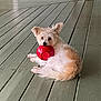 dog, small_dog, fluffy, red_bowl, wooden_floor, porch, pet, animal, cute, relaxed, indoor, white_fur, brown_fur, laying_down, playful, looking_at_camera, ears_up, domestic_animal, companion, toy