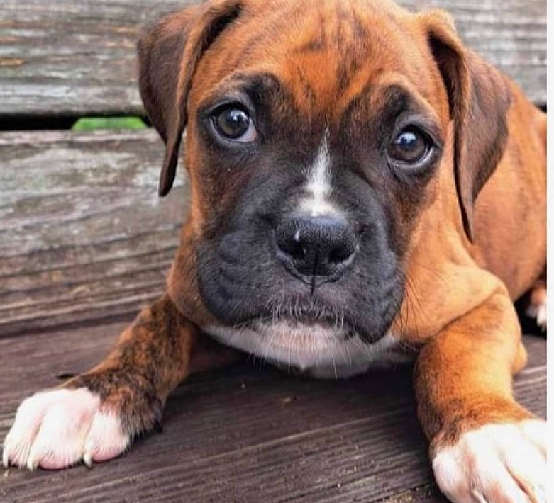 Chloe is registered to the contest to win money with this photo: bored, boxer, canidae, carnivore, companion_dog, dog, dog_breed, fawn, fur, grass, liver, molosser, paw, snout, sporting_group, terrestrial_animal, whiskers, wood, working_animal, working_dog