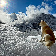 Jeïko participe au concours pour gagner de l'argent avec cette photo : dog, snow, mountain, sun, cloud, sky, outdoor, nature, winter, landscape, animal, fluffy, scenery, daylight, cold, tree, forest, fur, canine, peaceful