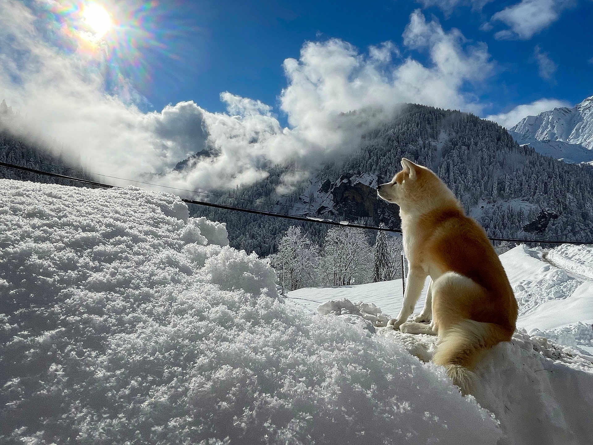 Jeïko participe au concours pour gagner de l'argent avec cette photo : dog, snow, mountain, sun, cloud, sky, outdoor, nature, winter, landscape, animal, fluffy, scenery, daylight, cold, tree, forest, fur, canine, peaceful