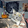 animal, bed, cat, closeup, cozy, domestic_cat, furniture, gray_fur, indoor, pet, portrait, poster, relaxed, resting, room, tapestry, tree_design, whiskers, white_paw, yellow_eyes