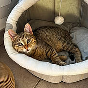 Hades participe au concours pour gagner de l'argent avec cette photo : kitten, tabby_cat, cat_bed, indoor, pet, fur, whiskers, toy, curious, cozy, floor_tile, window, relaxed, animal, young_cat, domestic_cat, paws, ears, looking, resting