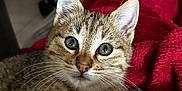 Hades a rejoint le concours — aidez-le/la à gagner de superbes lots ! kitten, tabby, cat, animal, pet, feline, whiskers, ears, eyes, fur, close_up, indoor, blanket, red_blanket, cute, young, resting, cozy, texture, domestic_cat