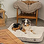 dog, dog_bed, living_room, wooden_furniture, floor, plant, cushion, blanket, pet, fur, relaxing, indoor, cozy, tricolor, animal, canine, home_decor, quiet, resting, calm