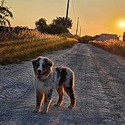 Arouk participe au concours pour gagner de l'argent avec cette photo : dog, puppy, outdoor, dirt_road, sunset, golden_hour, grass, nature, animal, canine, happy, tongue_out, rural, quiet, peaceful, sunlight, backlit, field, sky, evening