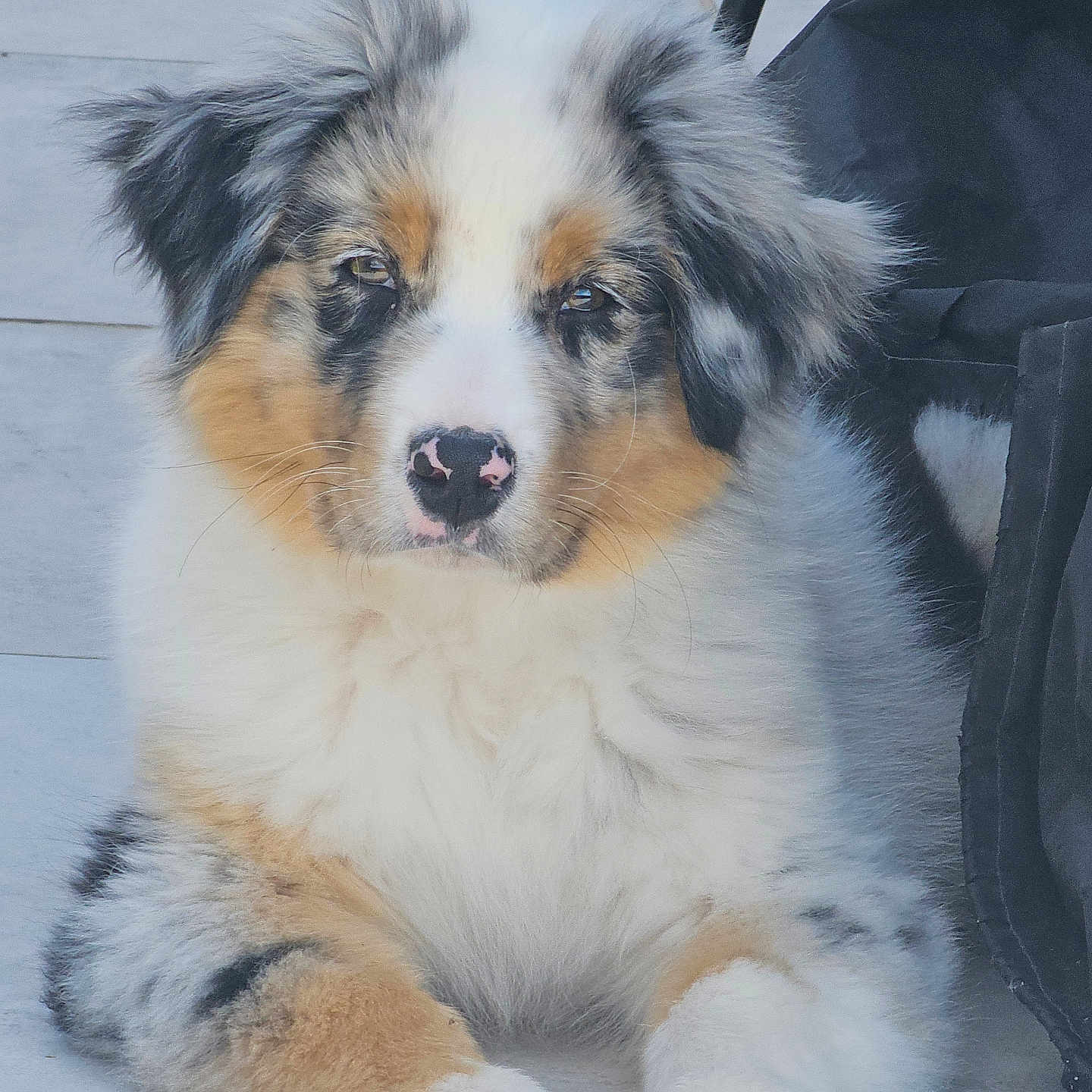 Arouk participe au concours pour gagner de l'argent avec cette photo : animal, australian_shepherd, black, brown, cute, dog, ears, floor, fluffy, fur, outdoor, paws, pet, pink_nose, puppy, sitting, tile, tricolor, white, young