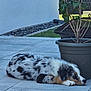 dog, sleeping, patio, tile_floor, potted_plant, outdoor, backyard, fence, grass, plant, relaxing, calm, fur, black_and_white, brown, white, animal, resting, nature, quiet