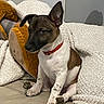 animal, blanket, brown_and_white, comfort, companion, couch, cozy, cute, dog, ears, fur, home, indoor, paw, pet, plush_toy, puppy, red_collar, relaxed, sitting