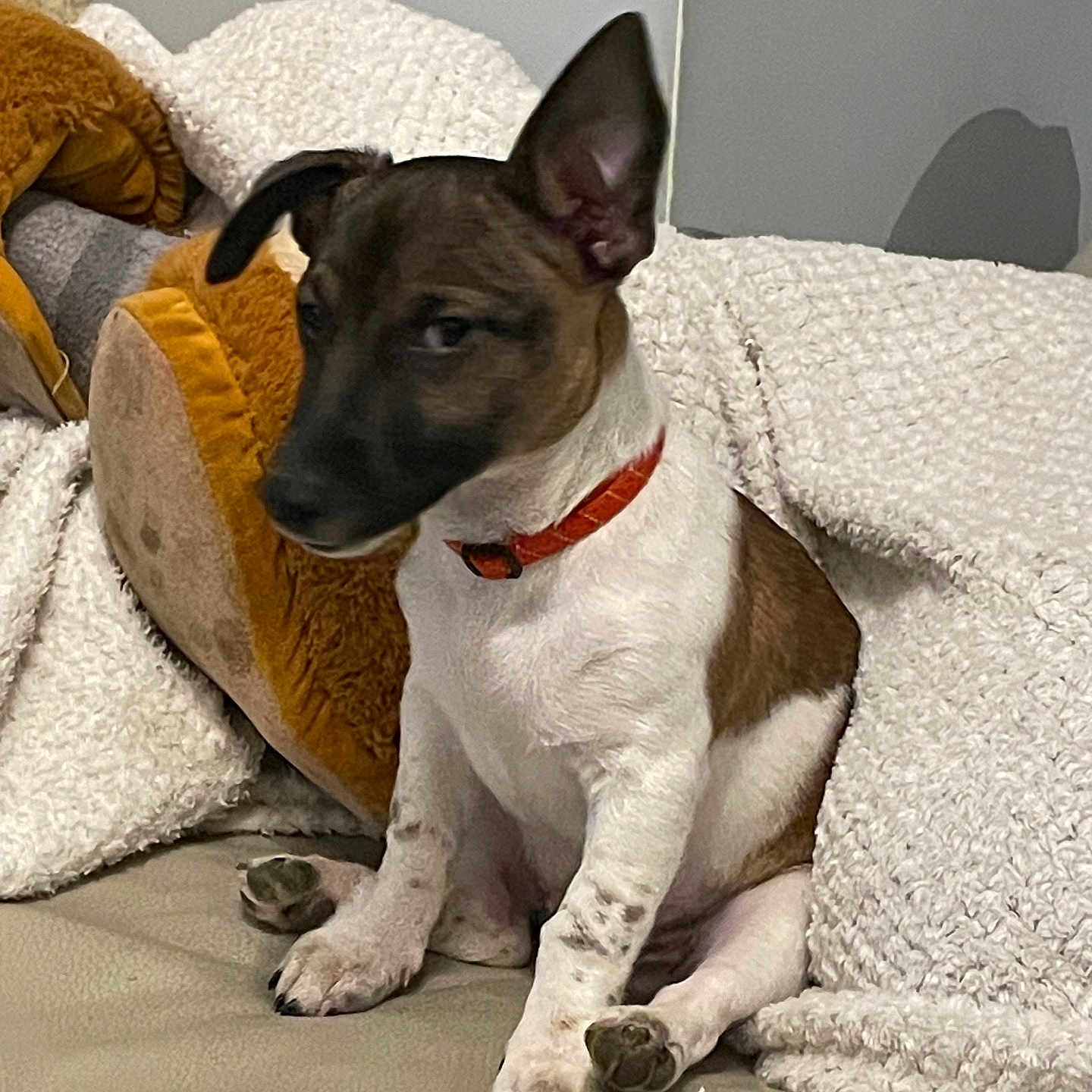Léon