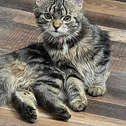 Soraya is registered to the contest to win money with this photo: cat, kitten, tabby, fluffy, fur, green_eyes, whiskers, ears, paws, wooden_floor, indoor, pet, portrait, sitting, collar, cute, feline, closeup, lying_down, domestic_animal