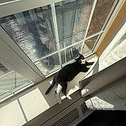 Lilikoi joined the competition — help win amazing prizes! cat, black_and_white, windowsill, sunlight, curtains, window, reflection, indoor, pet, relaxing, feline, animal, cozy, daylight, shadow, resting, home, domestic, fur, whiskers