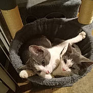 Faith And Eve joined the competition — help win amazing prizes! cat, kitten, feline, pet, cuddling, cat_bed, cat_tree, gray_and_white, whiskers, paws, indoor, cozy, sleeping, resting, two_cats, pair, cute, close_up, portrait, fur