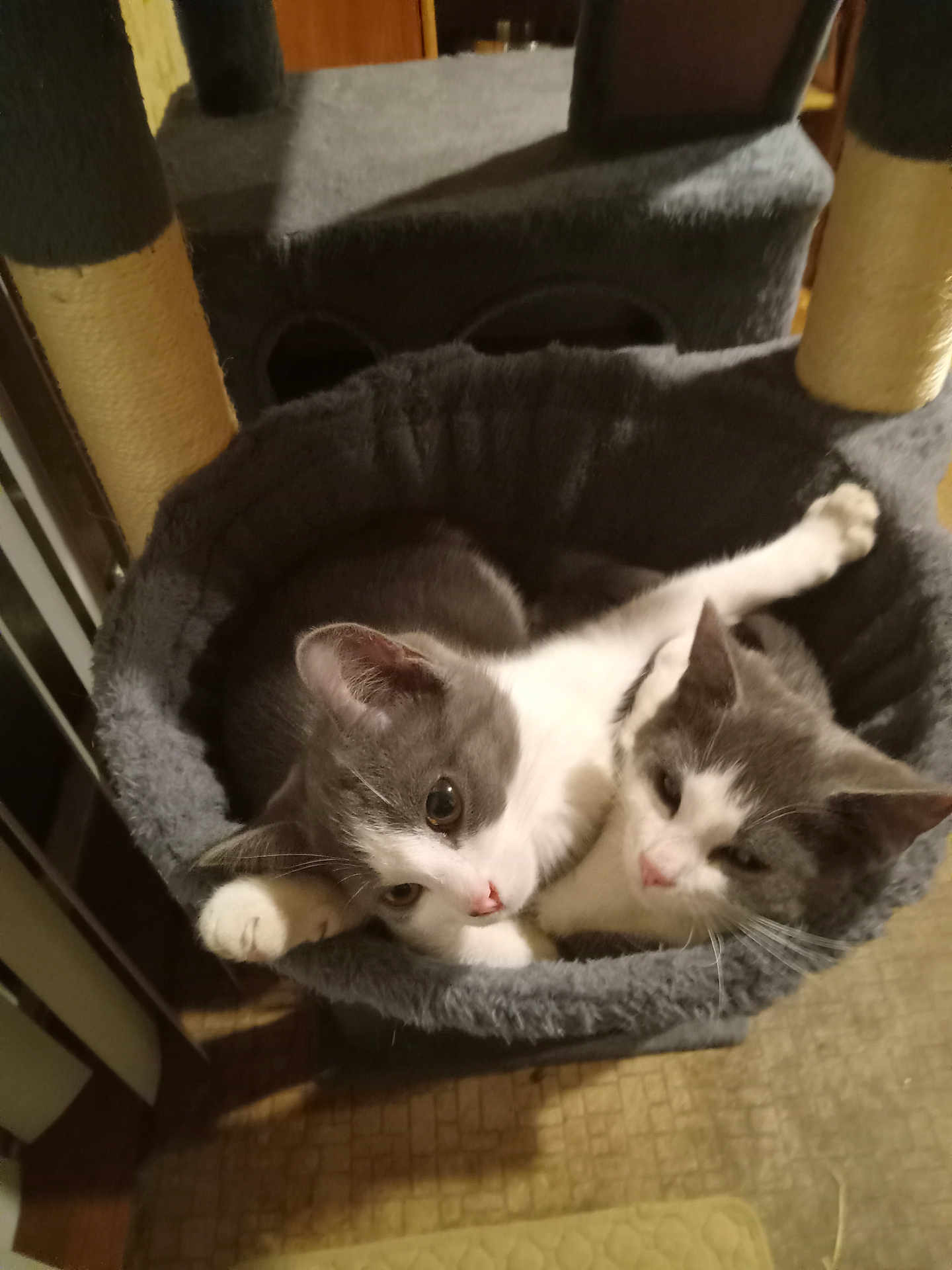 Faith And Eve joined the competition — help win amazing prizes! cat, kitten, feline, pet, cuddling, cat_bed, cat_tree, gray_and_white, whiskers, paws, indoor, cozy, sleeping, resting, two_cats, pair, cute, close_up, portrait, fur