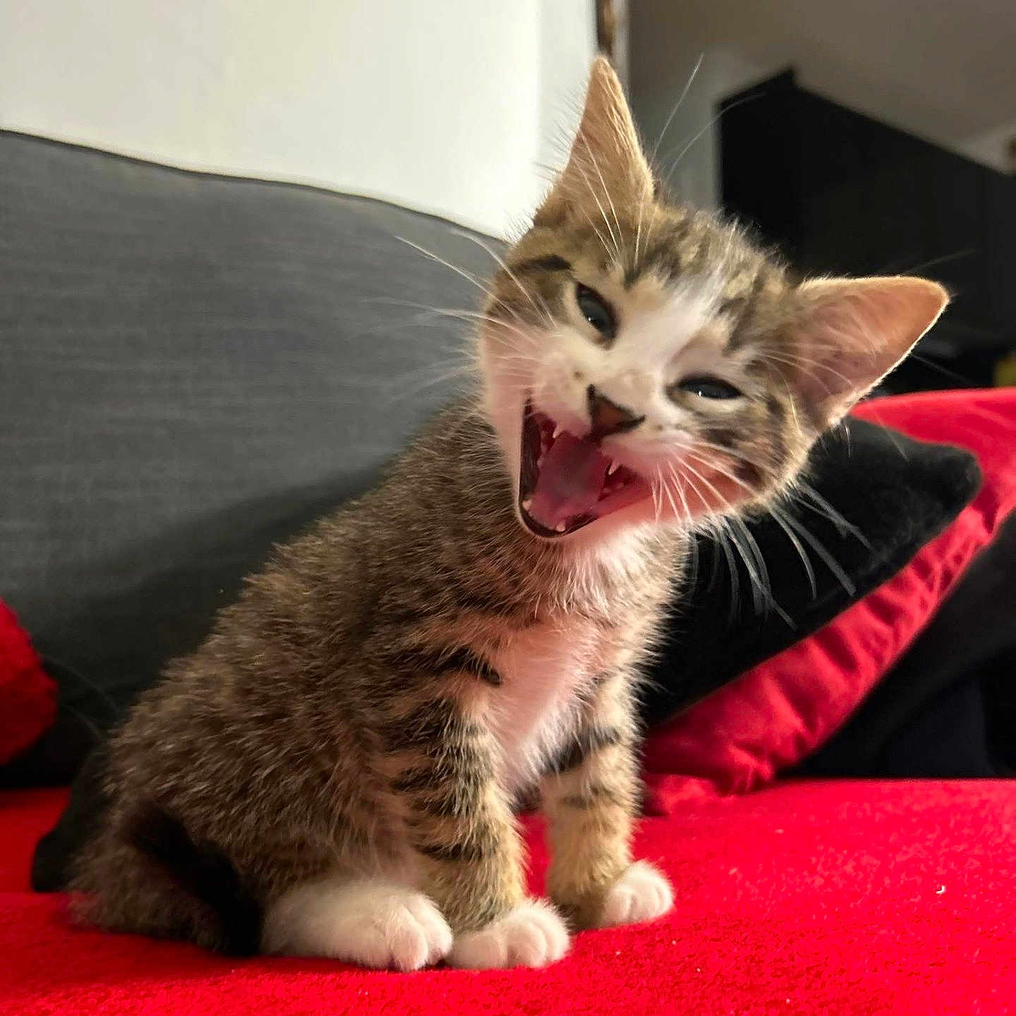 Simba a rejoint le concours — aidez-le/la à gagner de superbes lots ! abyssinian, animal, architecture, blanket, bodypart, building, cat, couch, cushion, furniture, head, homedecor, kitten, manx, mouth, outdoors, person, pet, teeth, tongue