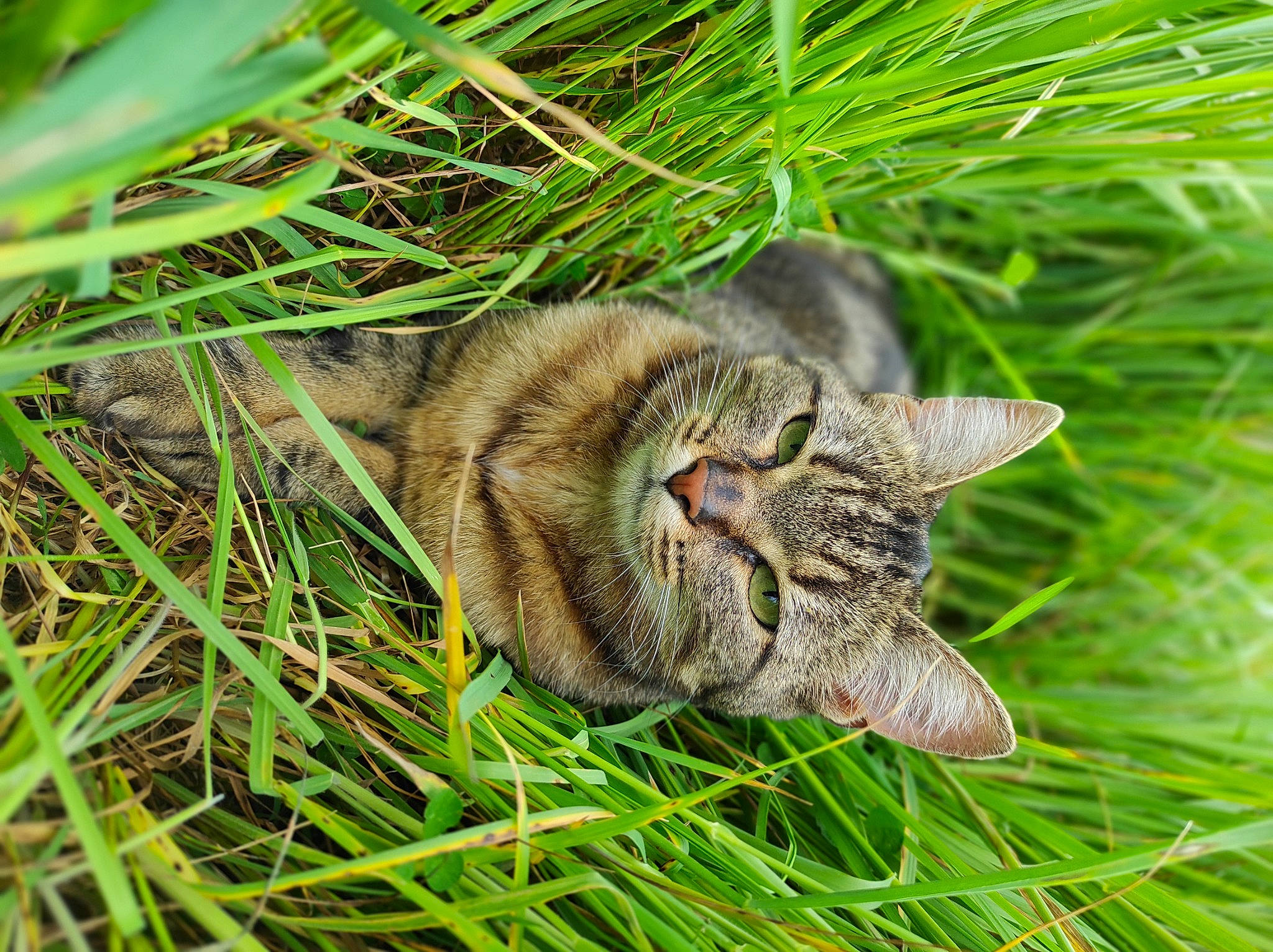 Only participe au concours pour gagner de l'argent avec cette photo : carnivore, cat, conifer, domestic_short_haired_cat, fawn, felidae, fur, grass, grass_family, groundcover, herb, plant, poales, small_to_medium_sized_cats, snout, tail, terrestrial_animal, whiskers, wildlife, wood