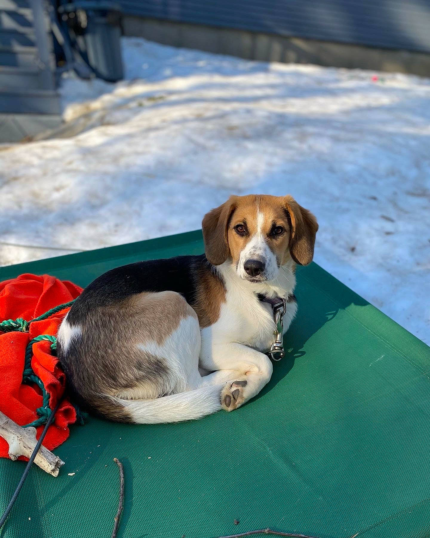 Bobbi is registered to the contest to win money with this photo: beagle, beagle_harrier, canidae, carnivore, collar, comfort, companion_dog, dog, dog_breed, dog_supply, fawn, grass, hound, mammal, paw, scent_hound, snow, sporting_group, tail, winter