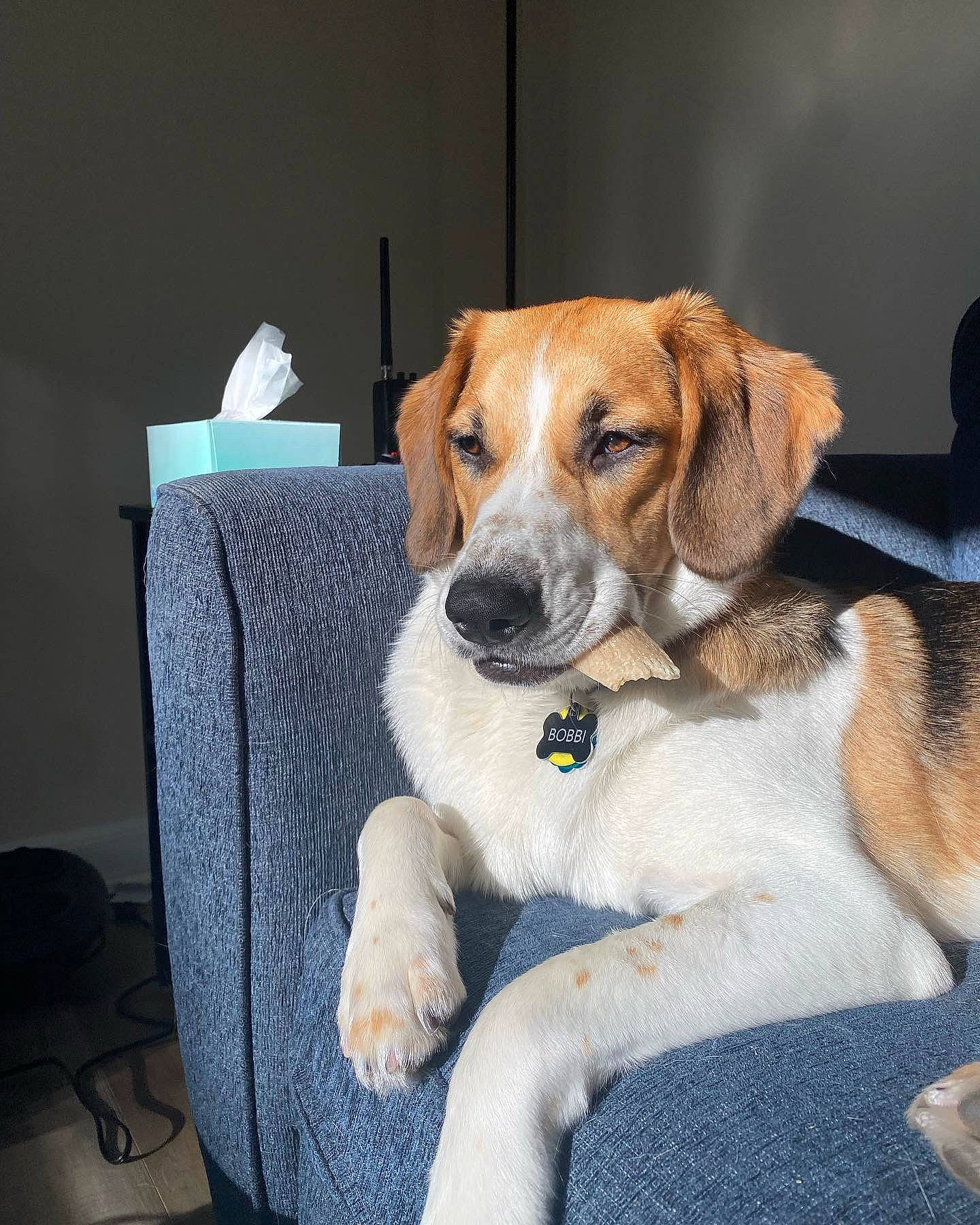 Bobbi is registered to the contest to win money with this photo: beagle, carnivore, collar, comfort, companion_dog, couch, dog, dog_breed, linens, scent_hound, sporting_group, throw_pillow