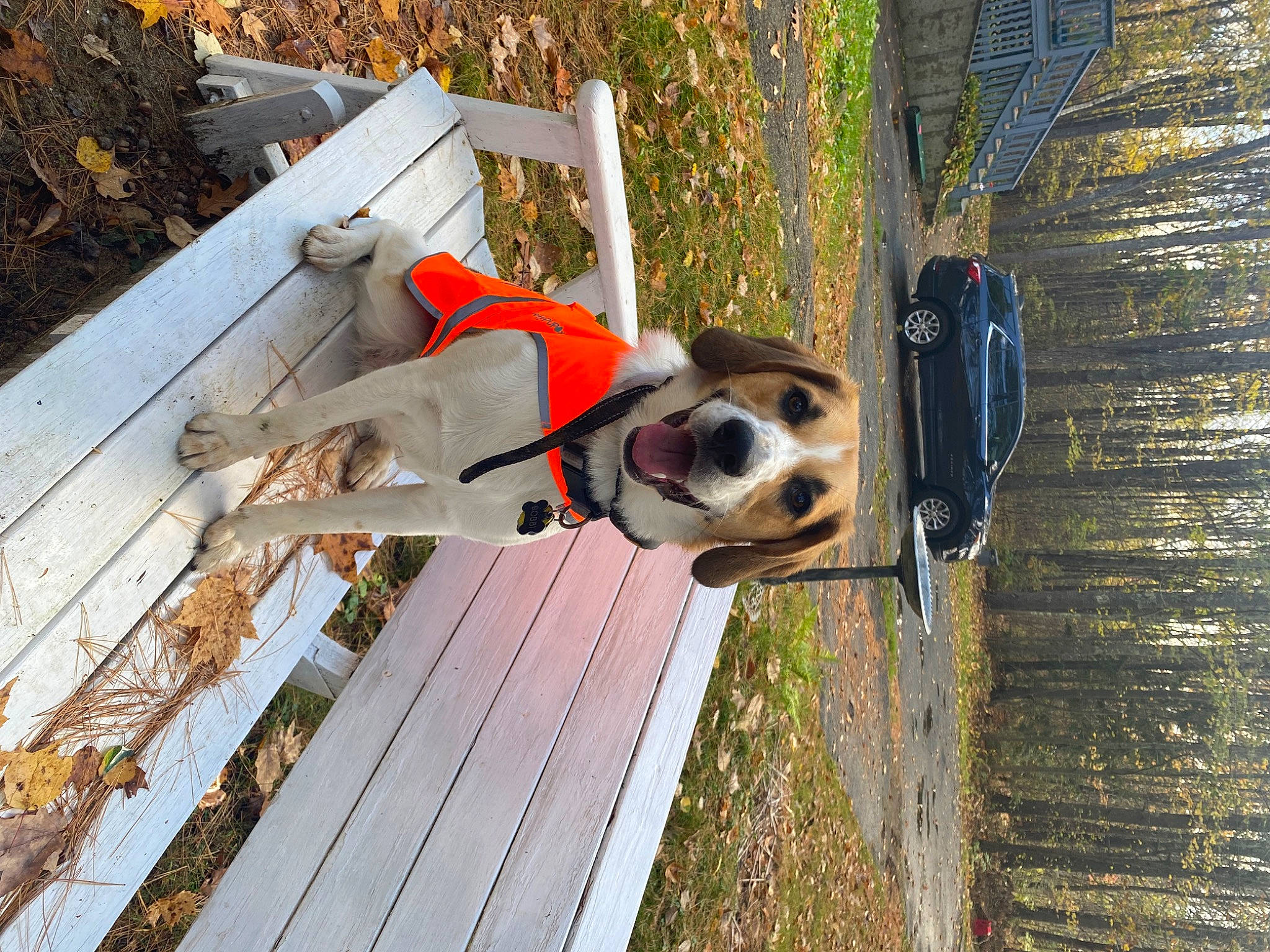 Bobbi is registered to the contest to win money with this photo: canidae, carnivore, collar, companion_dog, dog, dog_breed, dog_collar, dog_supply, fawn, hardwood, lifebuoy, pet_supply, plank, plant, sporting_group, tire, wheel, wood, working_animal, working_dog