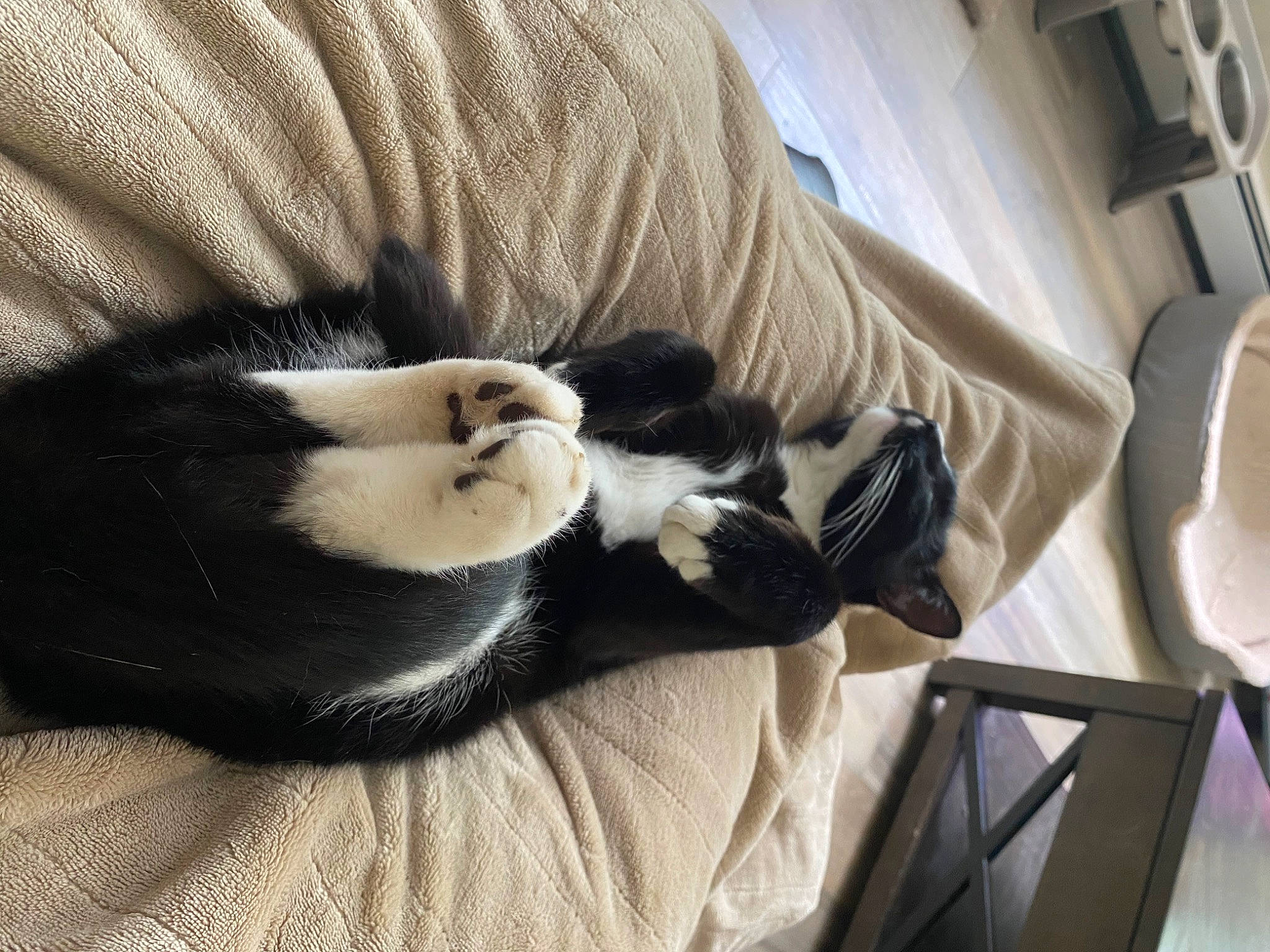 Theodore joined the competition — help win amazing prizes! black_cat, carnivore, cat, claw, comfort, companion_dog, dog_breed, domestic_short_haired_cat, felidae, fur, grey, linens, nap, paw, sitting, small_to_medium_sized_cats, snout, tail, whiskers, wood