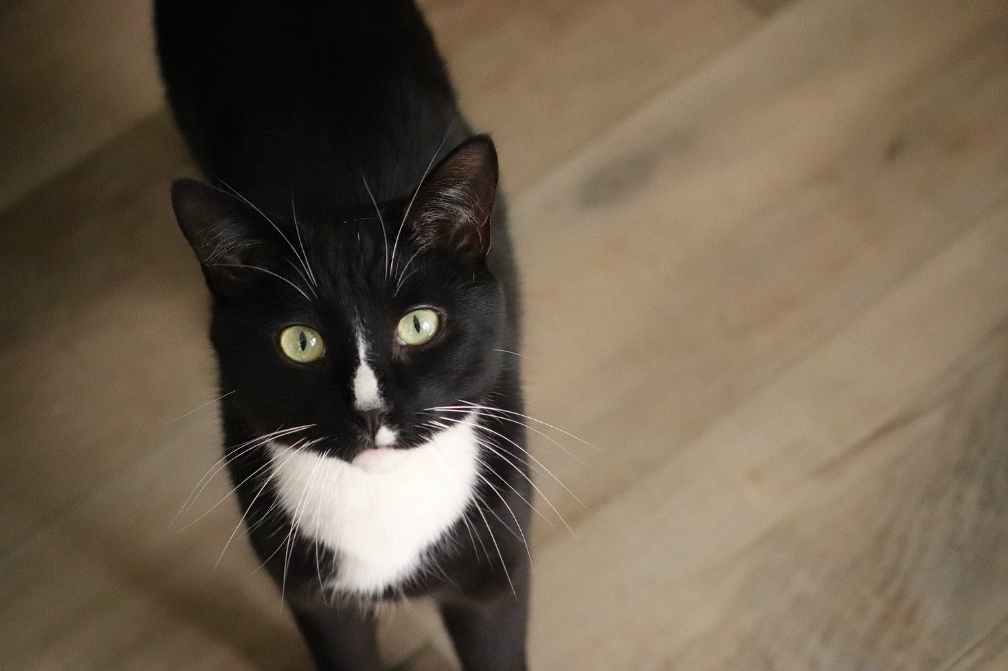 Theodore joined the competition — help win amazing prizes! carnivore, cat, domestic_short_haired_cat, eye, felidae, flooring, foot, formal_wear, fur, hardwood, head, human_body, iris, leg, small_to_medium_sized_cats, snout, tail, terrestrial_animal, whiskers, wood