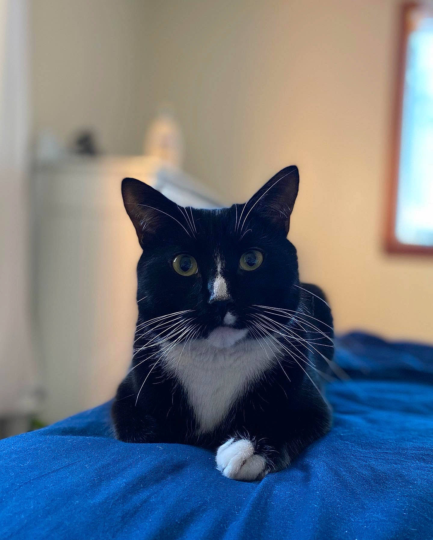 Theodore joined the competition — help win amazing prizes! azure, black_cat, carnivore, cat, cat_supply, comfort, domestic_short_haired_cat, electric_blue, felidae, fur, grey, linens, pattern, pet_supply, sitting, small_to_medium_sized_cats, snout, tail, whiskers, window