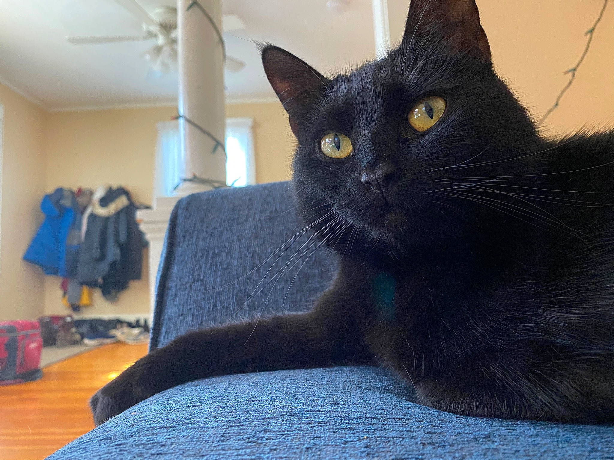 Gwenni joined the competition — help win amazing prizes! backpack, bag, black_cat, carnivore, cat, comfort, domestic_short_haired_cat, electric_blue, eye, felidae, fur, grey, iris, luggage_and_bags, sitting, small_to_medium_sized_cats, snout, tail, whiskers, window