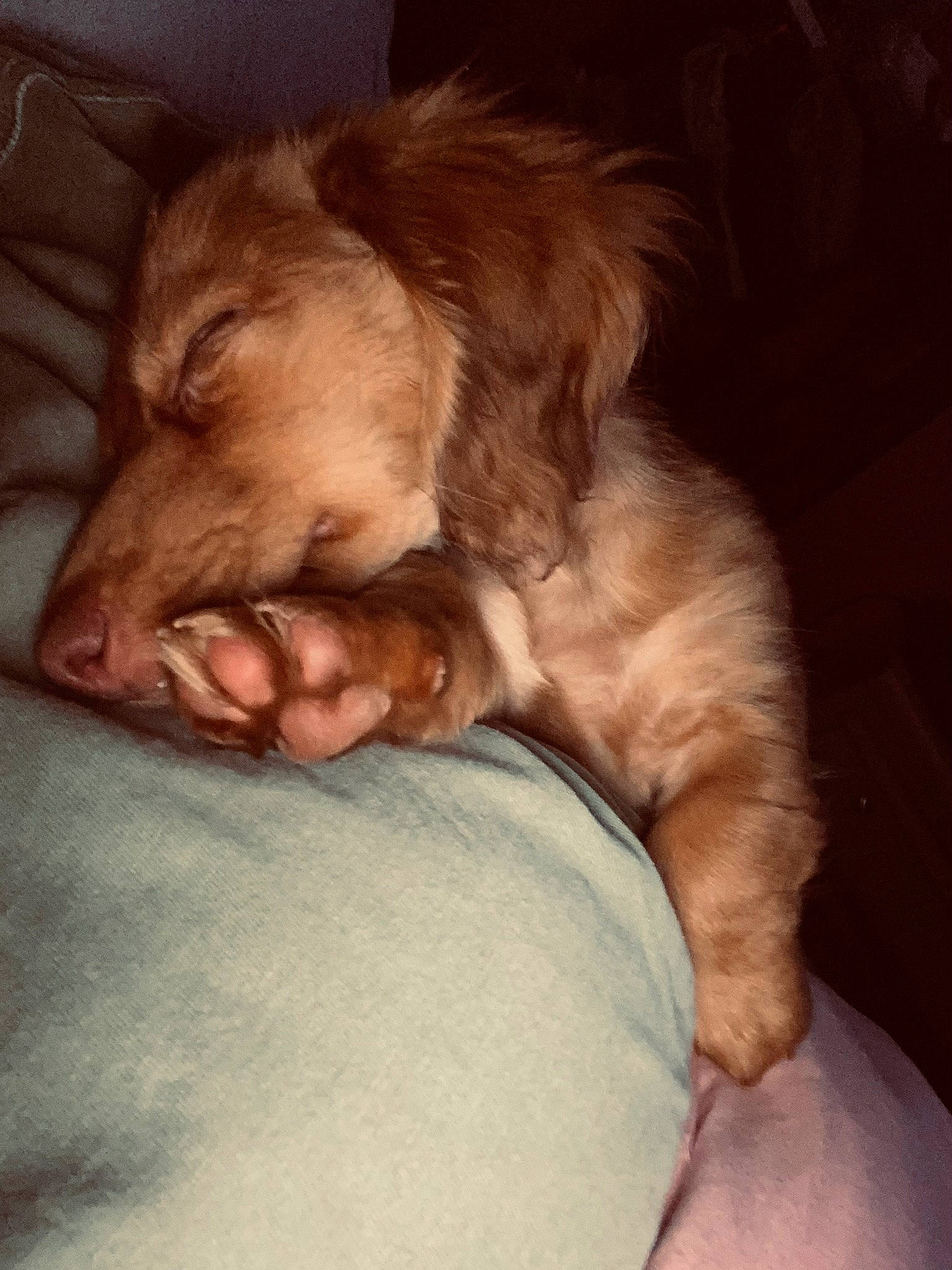 Lola is registered to the contest to win money with this photo: bored, canidae, carnivore, comfort, companion_dog, dog, dog_breed, ear, fawn, felidae, fur, liver, nap, paw, small_to_medium_sized_cats, snout, spaniel, sporting_group, whiskers, wrinkle