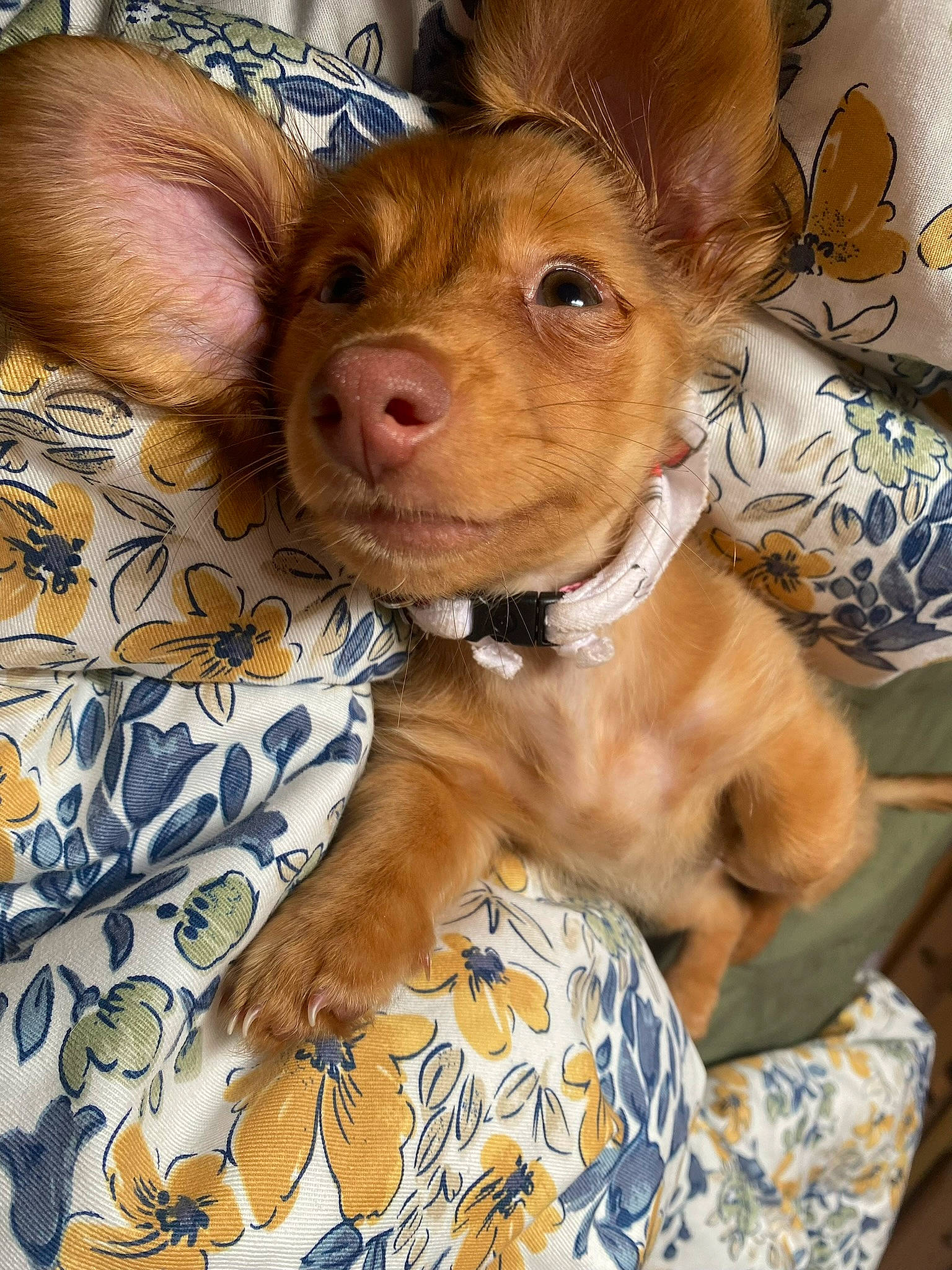 Lola joined the competition — help win amazing prizes! carnivore, comfort, companion_dog, dog, dog_breed, ear, fawn, fur, liver, natural_material, paw, sporting_group, terrestrial_animal, toy, toy_dog, whiskers, working_animal