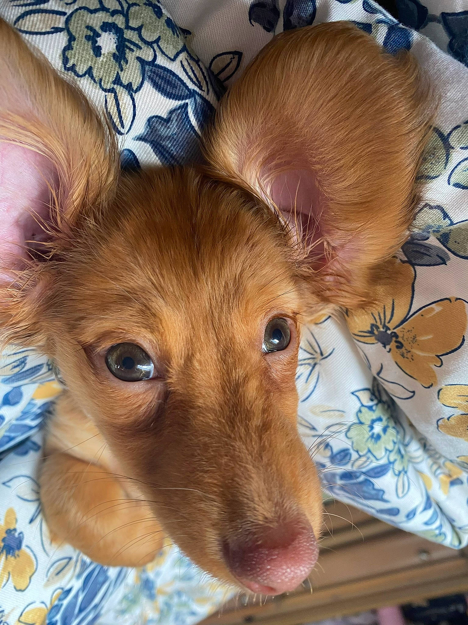 Lola is registered to the contest to win money with this photo: bed, canidae, carnivore, comfort, companion_dog, dog, dog_breed, ear, eyelash, fawn, fur, liver, snout, sporting_group, toy_dog, waste_container, whiskers, wood, working_animal