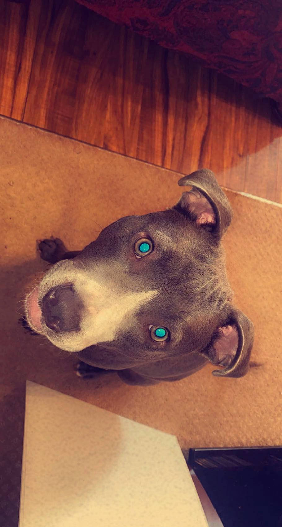 Peach is registered to the contest to win money with this photo: canidae, carnivore, cloud, collar, companion_dog, dog, dog_breed, dog_collar, ear, fawn, head, jaw, pet_supply, selfie, snout, sporting_group, tints_and_shades, whiskers, wood, working_animal