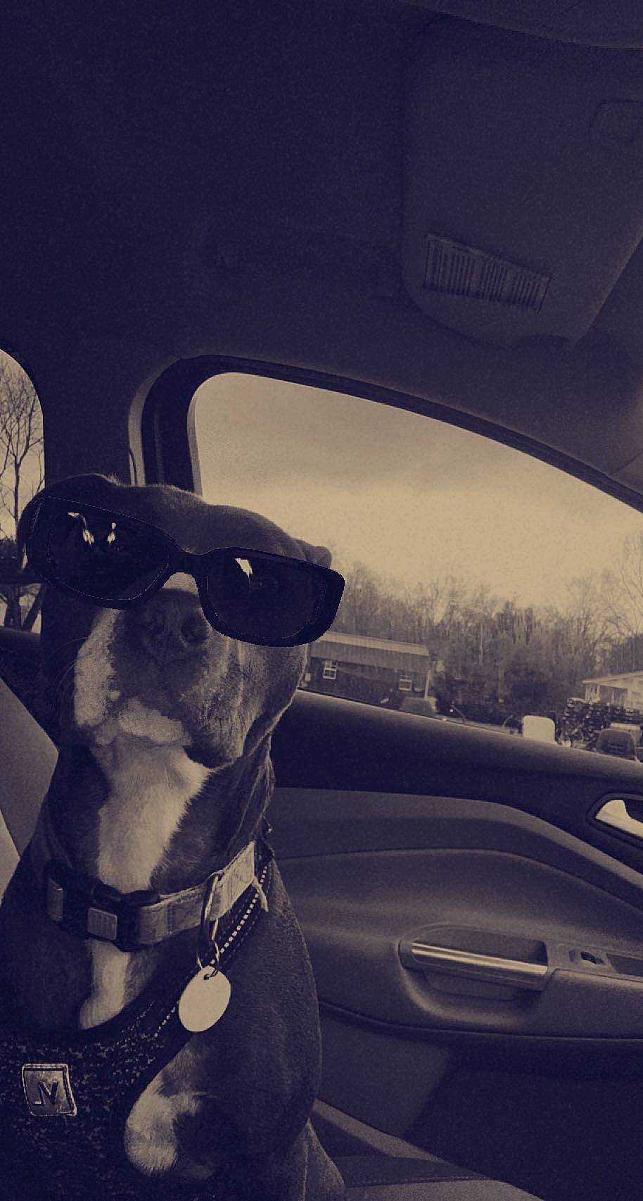 Peach joined the competition — help win amazing prizes! automotive_design, automotive_exterior, automotive_lighting, automotive_mirror, car, carnivore, collar, dog, dog_breed, dog_collar, eyewear, glasses, goggles, motor_vehicle, rear_view_mirror, sky, sunglasses, vehicle_door, vision_care, working_animal