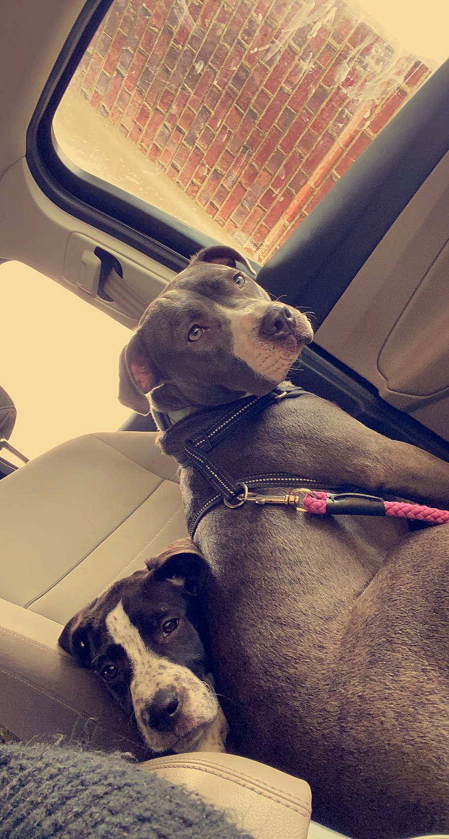 Peach joined the competition — help win amazing prizes! car, carnivore, cloud, collar, comfort, companion_dog, dog, dog_breed, dog_collar, fawn, fur, light, metal, snout, sporting_group, tints_and_shades, vehicle, vehicle_door, windshield, working_animal