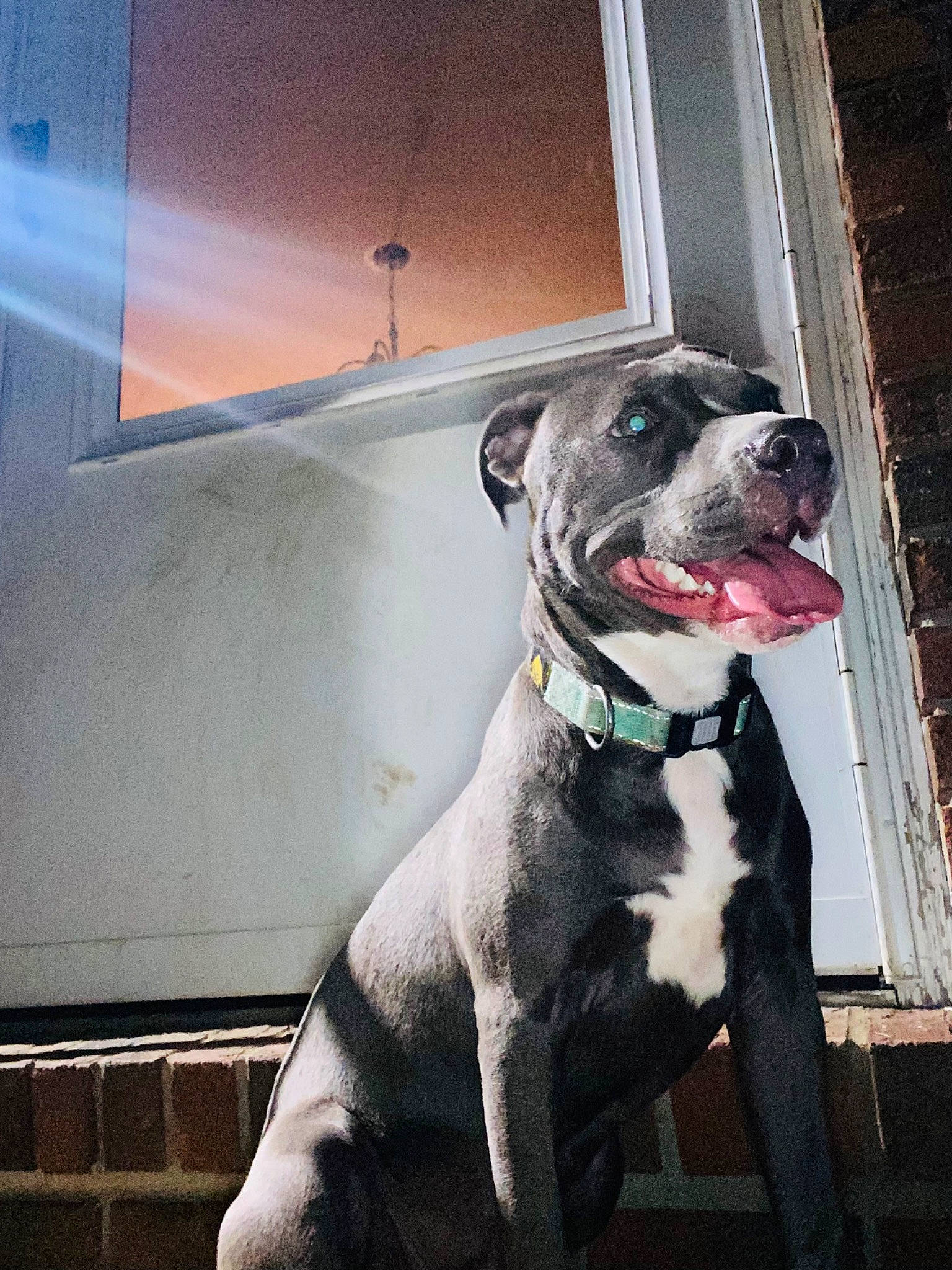 Peach joined the competition — help win amazing prizes! canidae, carnivore, collar, companion_dog, dog, dog_breed, dog_collar, dog_supply, door, fashion_accessory, fawn, fur, grey, leash, pet_supply, sporting_group, whiskers, window, working_animal, working_dog