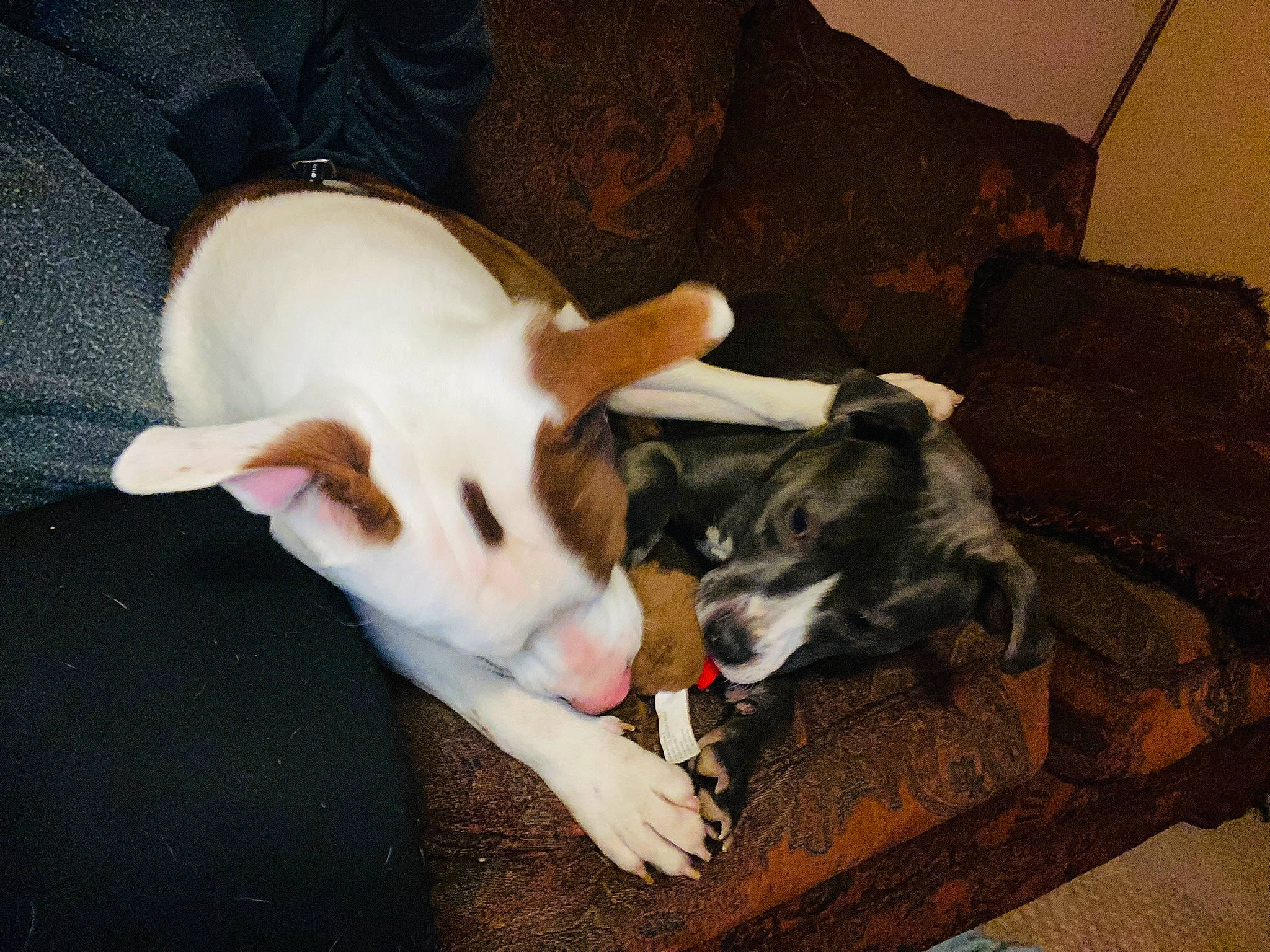 Peach is registered to the contest to win money with this photo: canidae, carnivore, comfort, companion_dog, couch, dog, dog_breed, dog_supply, fawn, flooring, fur, non_sporting_group, paw, puppy, sled_dog, snout, sporting_group, tail, working_animal, working_dog