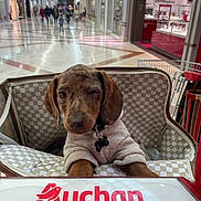 Marius a rejoint le concours — aidez-le/la à gagner de superbes lots ! dog, puppy, shopping_cart, mall, indoor, pet, dog_face, puppy_clothes, dog_collar, pet_bed, cart_seat, tiled_floor, people, storefront, jewelry_store, blurry_background, retail, cute, sitting, shopping