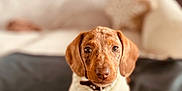 Marius a rejoint le concours — aidez-le/la à gagner de superbes lots ! dog, puppy, dachshund, pet, brown_fur, eyes, nose, collar, sweater, paws, blanket, couch, indoor, portrait, shallow_depth_of_field, bokeh, looking_at_camera, cute, cozy, sitting