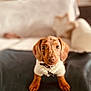 dog, puppy, dachshund, pet, brown_fur, eyes, nose, collar, sweater, paws, blanket, couch, indoor, portrait, shallow_depth_of_field, bokeh, looking_at_camera, cute, cozy, sitting