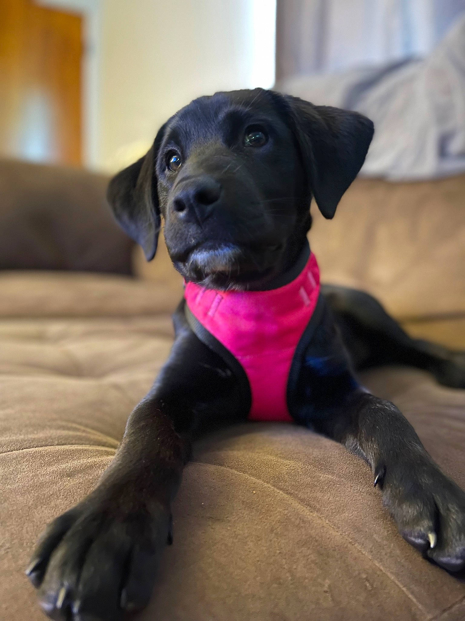 Addie joined the competition — help win amazing prizes! borador, canidae, carnivore, collar, companion_dog, dog, dog_breed, dog_collar, dog_supply, fawn, fur, gun_dog, liver, pet_supply, snout, sporting_group, tail, terrestrial_animal, whiskers, working_animal