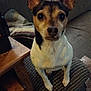 dog, small_dog, ears, underbite, couch, indoor, pet, animal, fur, sitting, looking_at_camera, close_up, brown, white, black, wooden_table, blanket, cozy, home, furniture