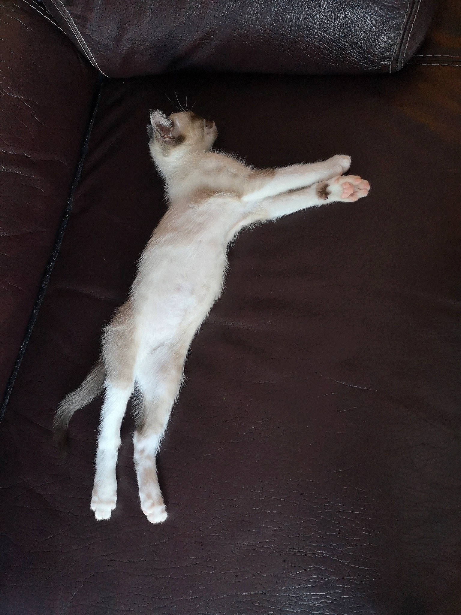 Ohanna participe au concours pour gagner de l'argent avec cette photo : balinese, carnivore, cat, claw, felidae, fur, leg, paw, small_to_medium_sized_cats, tail, turkish_angora, whiskers