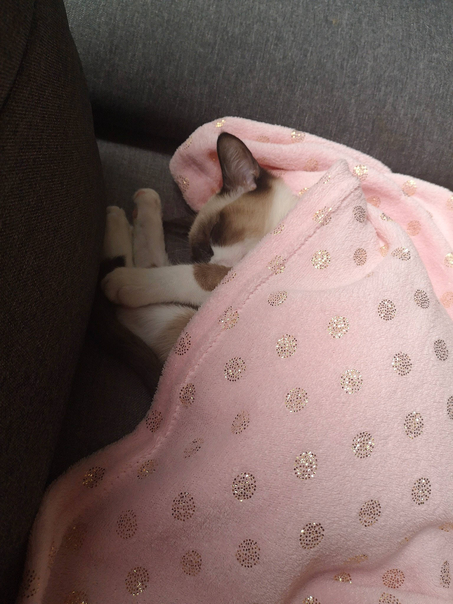 Ohanna participe au concours pour gagner de l'argent avec cette photo : bed_sheet, bedding, birth, canidae, carnivore, cat, donskoy, fawn, felidae, linens, nap, non_sporting_group, pillow, pink, skin, small_to_medium_sized_cats, sphynx