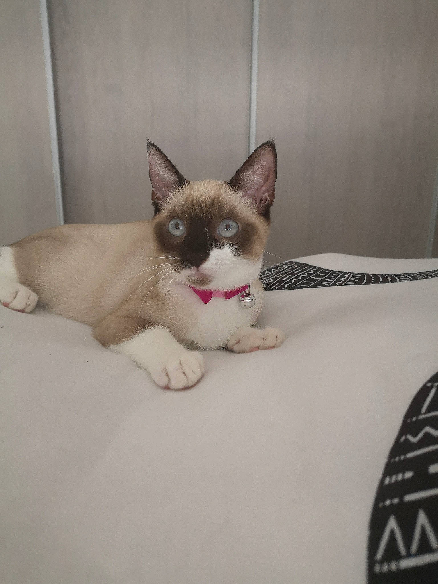 Ohanna participe au concours pour gagner de l'argent avec cette photo : aegean_cat, asian, carnivore, cat, domestic_short_haired_cat, ear, fawn, felidae, kitten, mammal, ojos_azules, ragdoll, siamese, small_to_medium_sized_cats, snowshoe, thai, tonkinese, whiskers