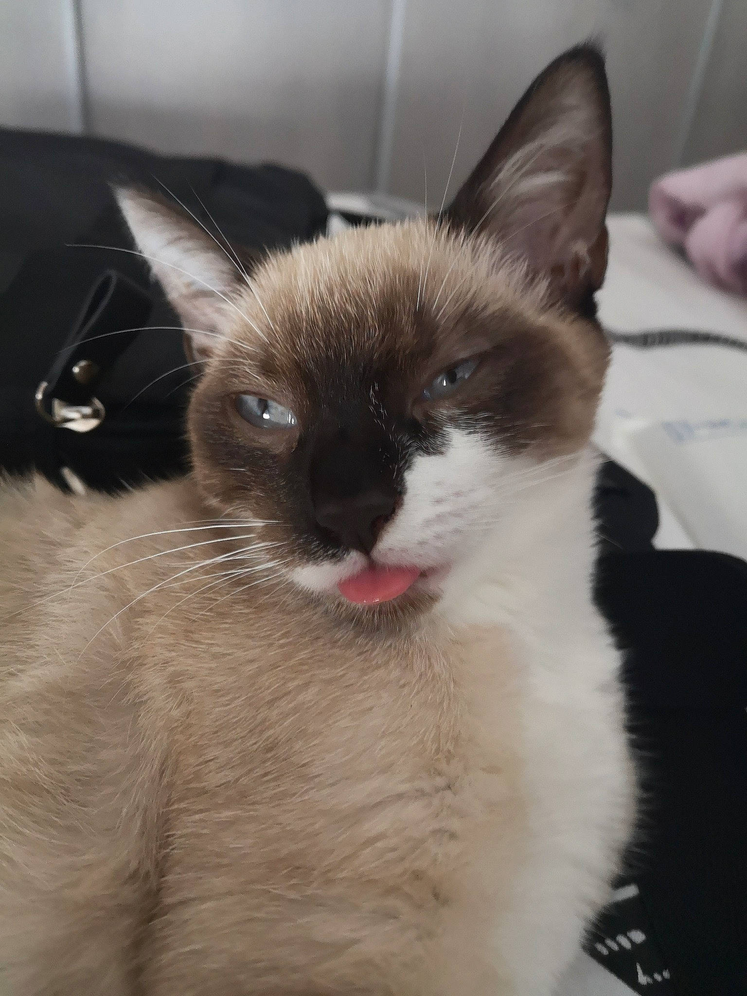 Ohanna a rejoint le concours — aidez-le/la à gagner de superbes lots ! balinese, birman, burmese, carnivore, cat, colorpoint_shorthair, eye, felidae, javanese, kitten, mammal, ragdoll, siamese, small_to_medium_sized_cats, snout, snowshoe, thai, tonkinese, vertebrate, whiskers