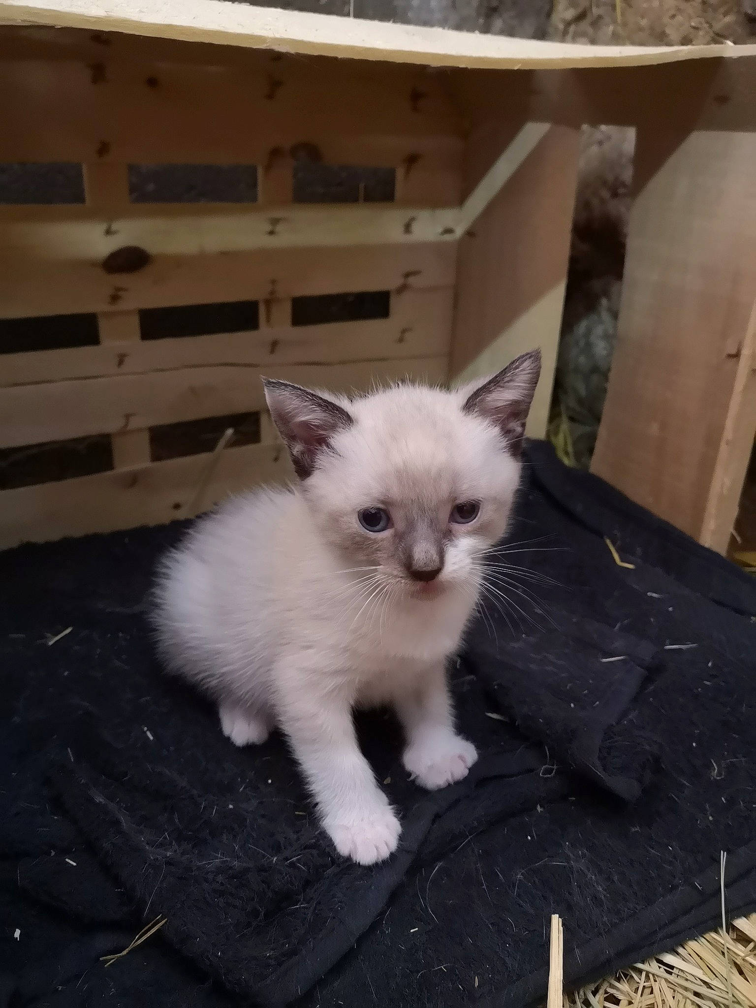 Ohanna a rejoint le concours — aidez-le/la à gagner de superbes lots ! asian, balinese, birman, burmilla, carnivore, cat, domestic_short_haired_cat, fawn, felidae, javanese, kitten, mammal, ojos_azules, ragdoll, small_to_medium_sized_cats, thai, tonkinese, turkish_angora, vertebrate, whiskers