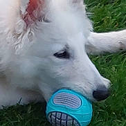 Aslan participe au concours pour gagner de l'argent avec cette photo : dog, white_dog, toy, blue_toy, ball, grass, outdoor, pet, animal, play, lying_down, fur, ears, nose, snout, close_up, canine, cute, young_dog, nature