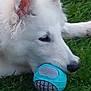 dog, white_dog, toy, blue_toy, ball, grass, outdoor, pet, animal, play, lying_down, fur, ears, nose, snout, close_up, canine, cute, young_dog, nature