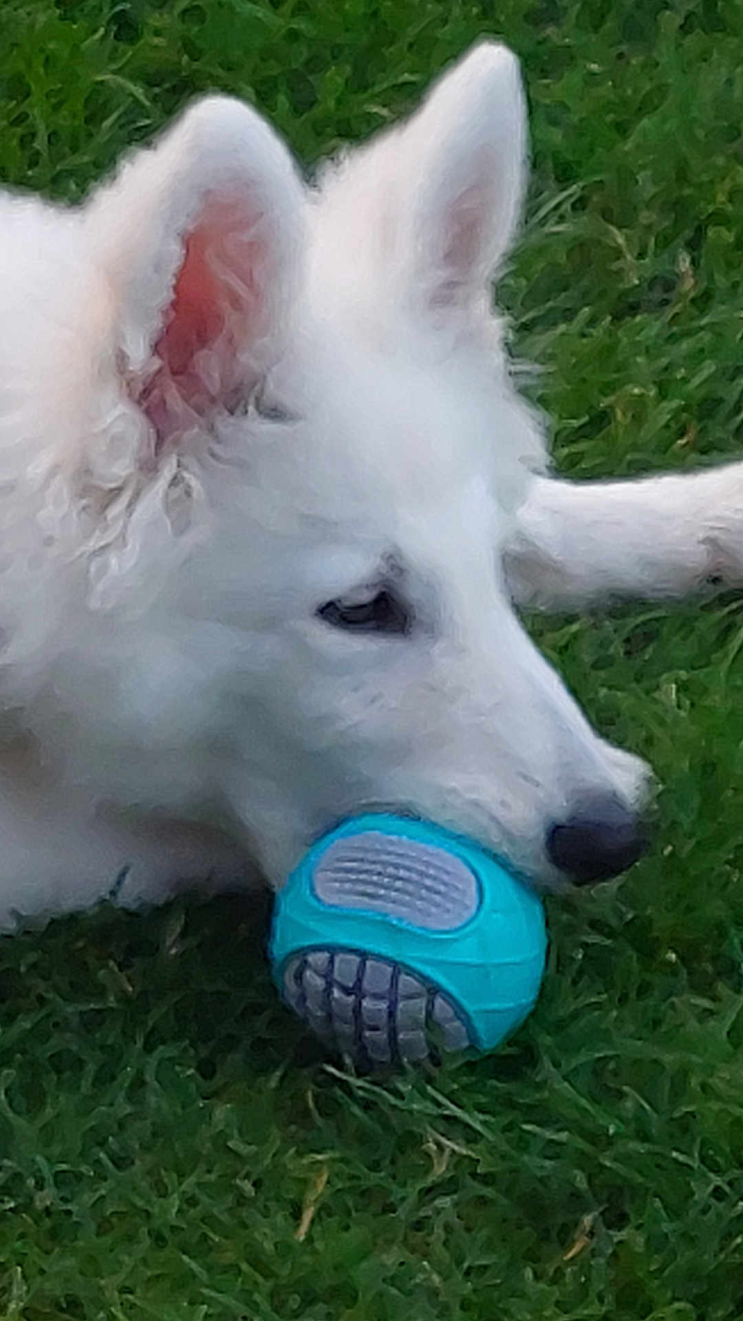 Aslan participe au concours pour gagner de l'argent avec cette photo : dog, white_dog, toy, blue_toy, ball, grass, outdoor, pet, animal, play, lying_down, fur, ears, nose, snout, close_up, canine, cute, young_dog, nature