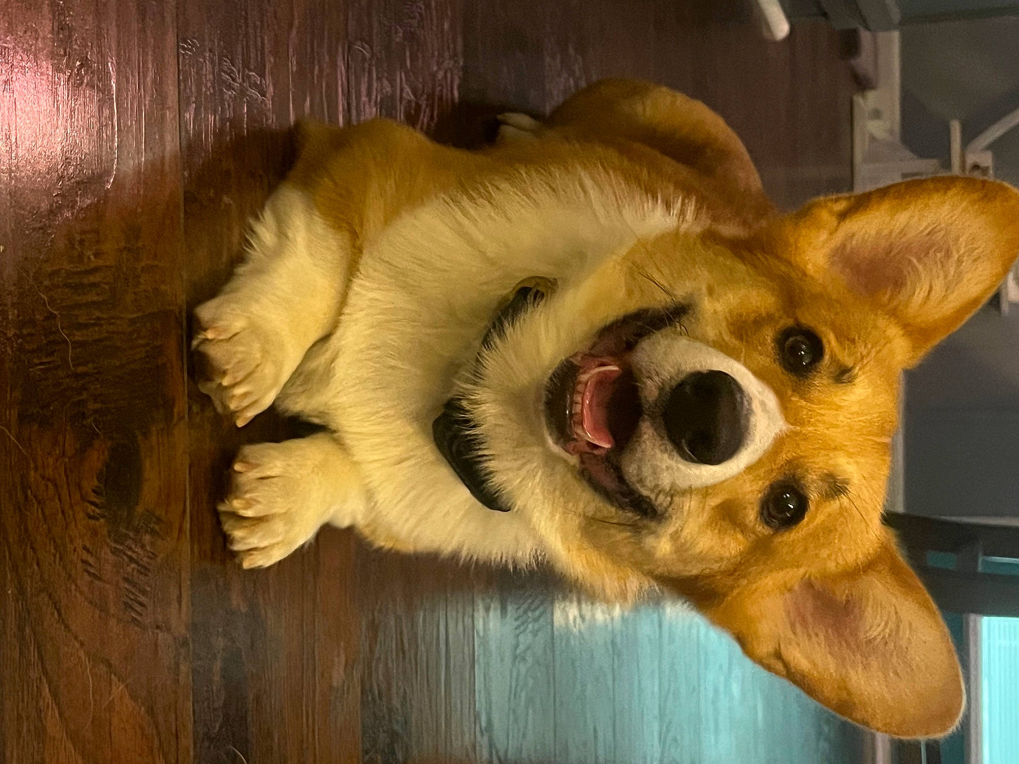 Charlie is registered to the contest to win money with this photo: canidae, carnivore, companion_dog, dog, dog_breed, ear, eye, fang, fawn, fur, head, jaw, paw, snout, sporting_group, terrestrial_animal, whiskers, wildlife, wood, working_animal